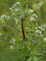 Attēlu rezultāti vaicājumam “Galium album”