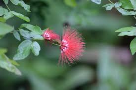 Attēlu rezultāti vaicājumam “Leguminosae”