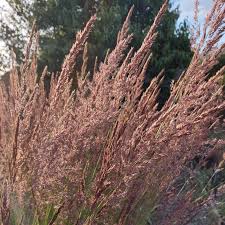 Attēlu rezultāti vaicājumam “Calamagrostis stricta”