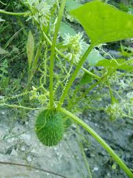 Attēlu rezultāti vaicājumam “Echinocystis lobata flower”