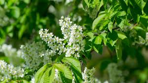 Attēlu rezultāti vaicājumam “Prunus padus var. roseiflora flower”