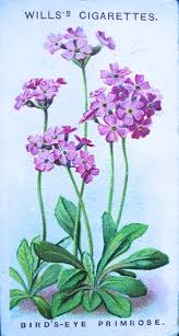 Attēlu rezultāti vaicājumam “Primula farinosa fruit”