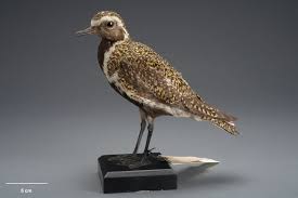 Attēlu rezultāti vaicājumam “Pluvialis apricaria”