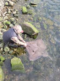 Image result for Raja polystigma