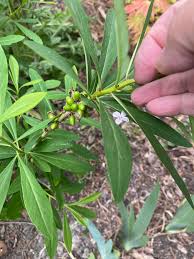 Attēlu rezultāti vaicājumam “Daphne mezereum leaf”