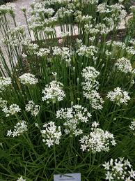 Image result for Schnittknoblauch