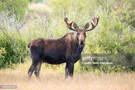 Attēlu rezultāti vaicājumam “Alces alces”