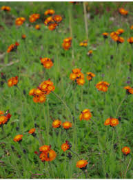 Attēlu rezultāti vaicājumam “Pilosella aurantiaca flower”