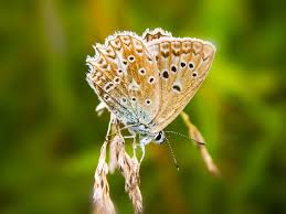 Attēlu rezultāti vaicājumam “Agrodiaetus amandus female”