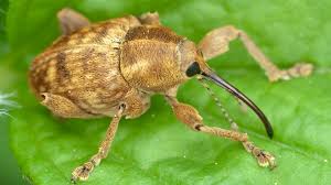 Attēlu rezultāti vaicājumam “Curculio nucum”