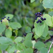 Attēlu rezultāti vaicājumam “Rhamnus cathartica fruit”
