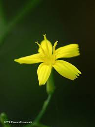 Attēlu rezultāti vaicājumam “Mycelis muralis flower”