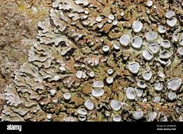 Attēlu rezultāti vaicājumam “Physconia distorta”