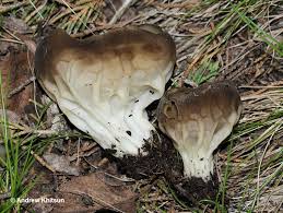 Attēlu rezultāti vaicājumam “Helvella acetabulum”