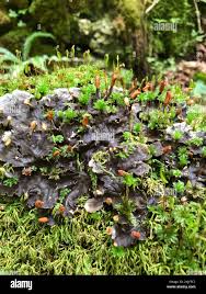 Attēlu rezultāti vaicājumam “Peltigera polydactylon”