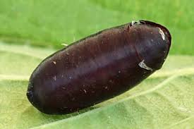 Attēlu rezultāti vaicājumam “Lycophotia porphyrea”