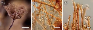 Attēlu rezultāti vaicājumam “Licea castanea sessile”