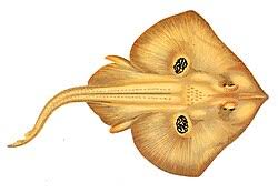 Image result for Leucoraja erinaceus