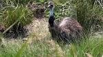 Emu - Wikipedia, the free encyclopedia