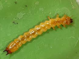 Attēlu rezultāti vaicājumam “Pyrochroidae imago”