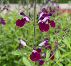 Attēlu rezultāti vaicājumam “Salvia verticillata flower”