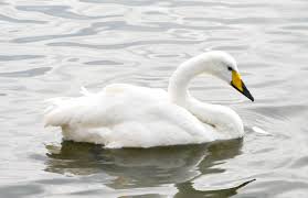 Image result for Cygnus cygnus