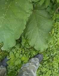 Attēlu rezultāti vaicājumam “Arctium lappa leaf”