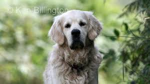 Attēlu rezultāti vaicājumam “Canis lupus familiaris”