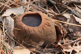 Attēlu rezultāti vaicājumam “Sarcosoma globosum”