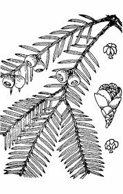 Attēlu rezultāti vaicājumam “Taxus wallichiana”