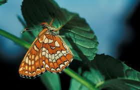 Attēlu rezultāti vaicājumam “Euphydryas maturna larva”