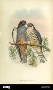 Image result for Falco amurensis