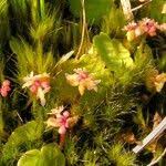 Attēlu rezultāti vaicājumam “Hydrocotyle vulgaris flower”