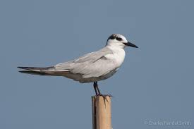 Attēlu rezultāti vaicājumam “Chlidonias hybrida”