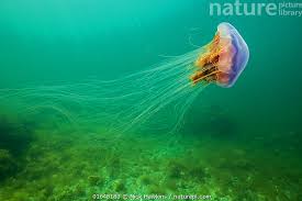 Image result for Cyanea capillata