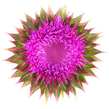 Image result for Silybum marianum