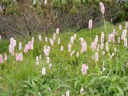 Attēlu rezultāti vaicājumam “Bistorta major”