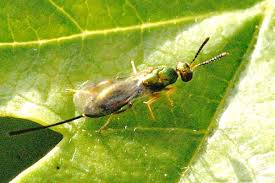 Attēlu rezultāti vaicājumam “Diplolepis eglanteriae”