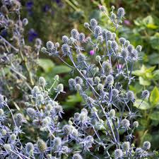 Attēlu rezultāti vaicājumam “Eryngium planum”