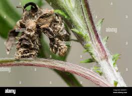 Attēlu rezultāti vaicājumam “Thetidia smaragdaria”