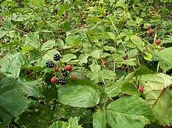 Image result for Rubus sectio
