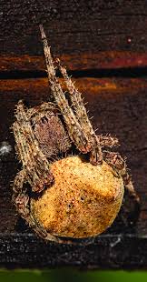 Attēlu rezultāti vaicājumam “Araneus angulatus”