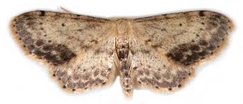 Attēlu rezultāti vaicājumam “Idaea dimidiata”