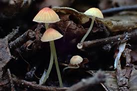 Attēlu rezultāti vaicājumam “Mycena acicula”