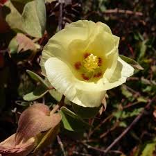 Attēlu rezultāti vaicājumam “Antrodia gossypium”