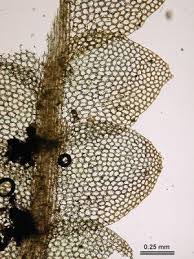 Attēlu rezultāti vaicājumam “Calypogeia”