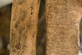 Attēlu rezultāti vaicājumam “Scolytus scolytus, Scolytus multistriatus”