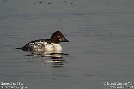 Attēlu rezultāti vaicājumam “Bucephala clangula male”