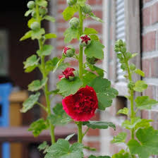 Attēlu rezultāti vaicājumam “Alcea rosea bud”