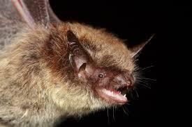 Attēlu rezultāti vaicājumam “Myotis brandtii”